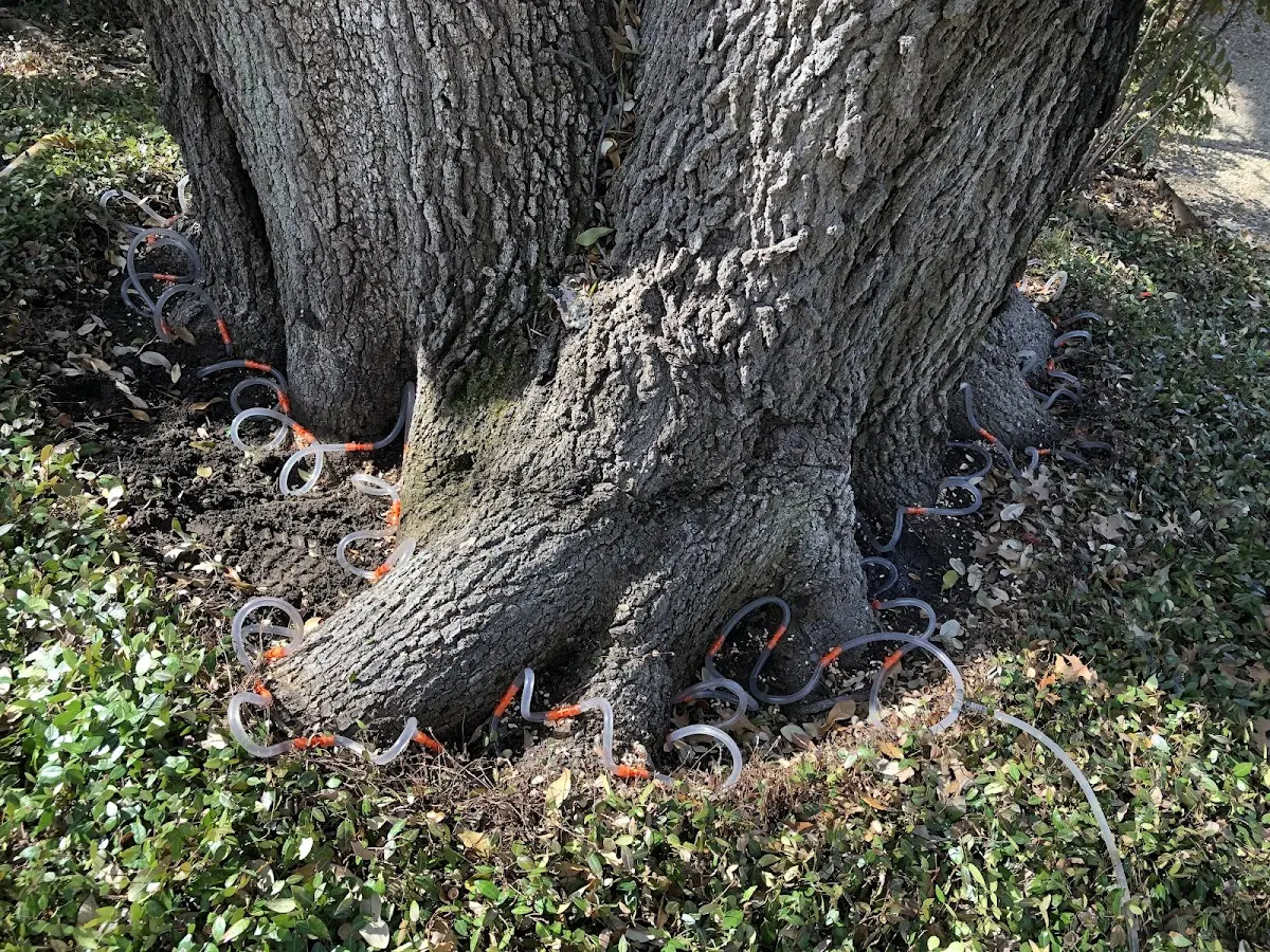 Detailed Tree Cabling and Bracing job site in Grahn