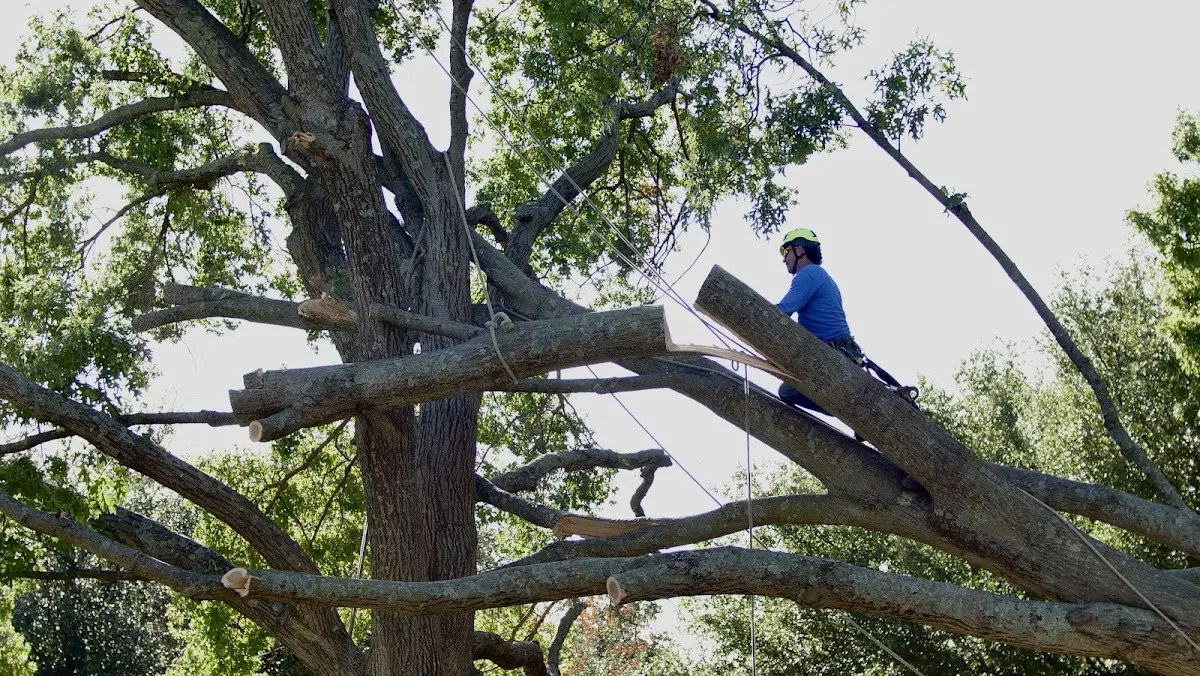 Professional Crown Thinning performed by certified arborists in Grahn